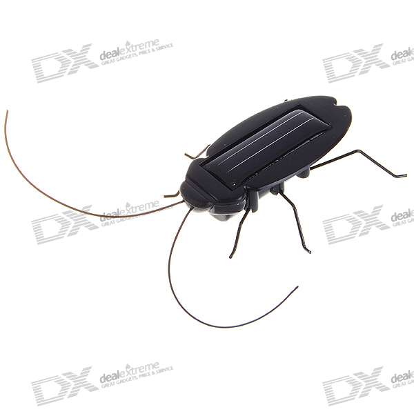 cockroach_photo_01.jpg